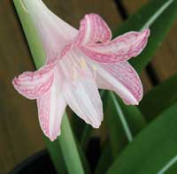 Hippeastrum reticulatum striatifolium bloom