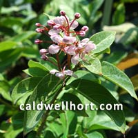 Hiptage benghalensis