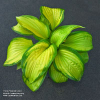 Hosta 'Stained Glass'