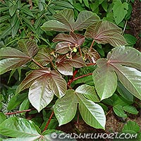 Jatropha gossypifolia