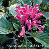 Justicia-carnea-rose-Jacobinia