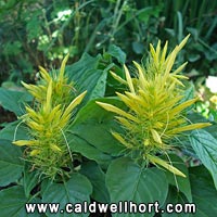 Dwarf Yellow Jacobinia