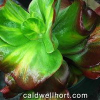 Kalanchoe thrysiflora Watermelon