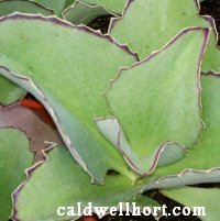 Kalanchoe synsepala