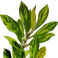 Laurus nobilis - Bay Laurel