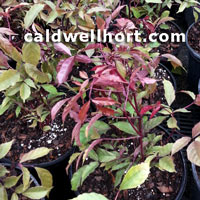 Leea coccinea rubra