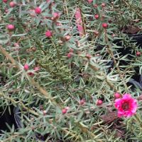 Leptospermum scoparium
