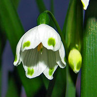 Snow Bells - Leucojum aestivum