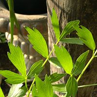 Lovage