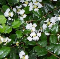 Malpighia coccigera Singapore holly