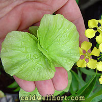 Mascagnia macroptera - Mexican Butterfly Vine