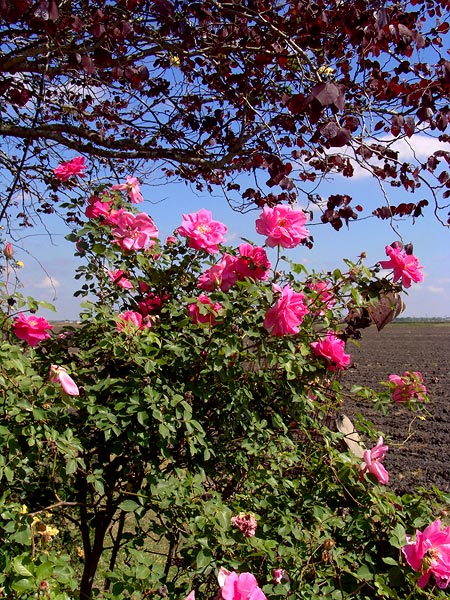 Old Rose and a Forest Pansy Redbud at Caldwell's Nursery