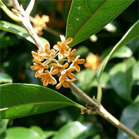 Osmanthus fragrans