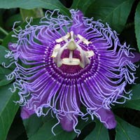 Passiflora incarnata
