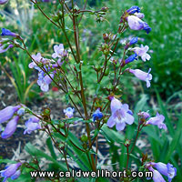 Penstemon tenuis - Brazos Penstemon