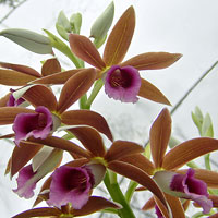 Nun's Orchid - Phaius tankerville