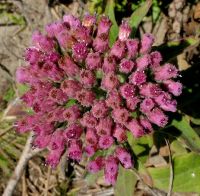 Pluchea odorata