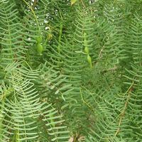 mesquite foliage