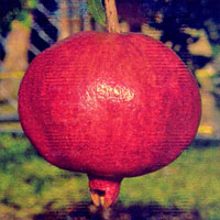 Angel Red&reg; Pomegranate
