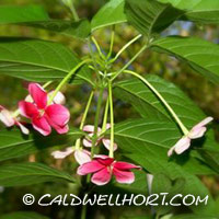 Quisqualis indica