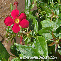 Rondeletia splendens-Panama Rose