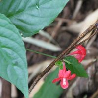 Ruellia coccinea Yerba Maravilla