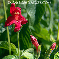 Ruellia-elegans-Ragin-Cagin