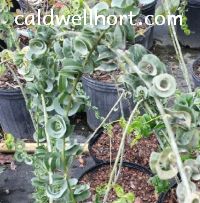 Salix crispa Rams horn