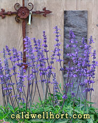 Salvia farinacea 'Henry Duelberg'
