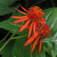 Senecio confusus