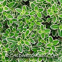 Serissa foetida 'Kyoto Variegata' - Variegated Tree of a Thousand Stars