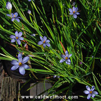 Sisyrinchium angustifolium 'Suwannee'