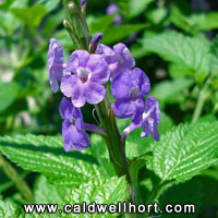 Blue Porterweed flower