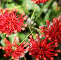Firewheel tree