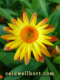 Bracteantha bracteata