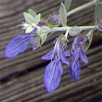 Teucrium fruticans - Silver Leaf Germander