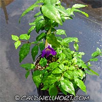 Thunbergia erecta