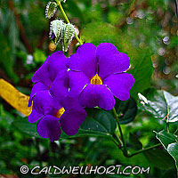 Thunbergia erecta flowers