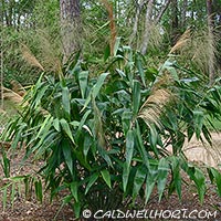 Thysanoleana maxima - Tiger Grass