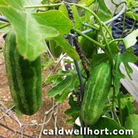 Coccinia grandis Tindora ivy gourd