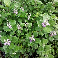 Creeping Vitex