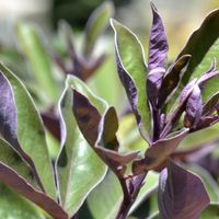 Arabian Lilac