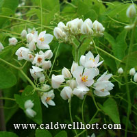 Antigonon leptopus 'Alba' - White Coral Vine