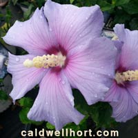Hibiscus syriacus