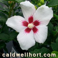 Hibiscus syriacus