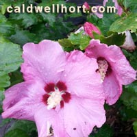 Hibiscus syriacus
