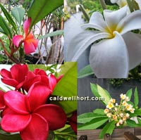 Assorted Plumeria