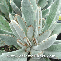 Kalanchoe tomentosa - Panda Plant