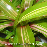Neoregelia 'Tricolor'