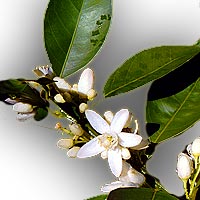 Citrus Flowers